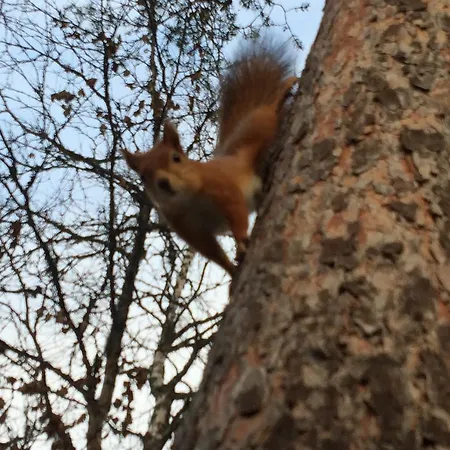 Panoraama 3 Apartmán *